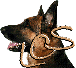 German Sehper Dog Sam - Head Shot Logo