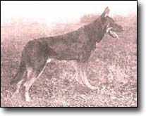 Seven Pines Kennel,KNPV History Pictures of 
GSD