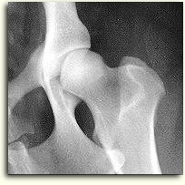 A normal canine hip joint.