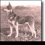 Seven Pines Kennel,KNPV History Pictures of GSD