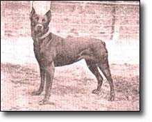 Seven Pines Kennel,KNPV History Pictures of Doberman