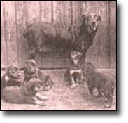 Seven Pines Kennel,KNPV History Pictures of Rottweilers